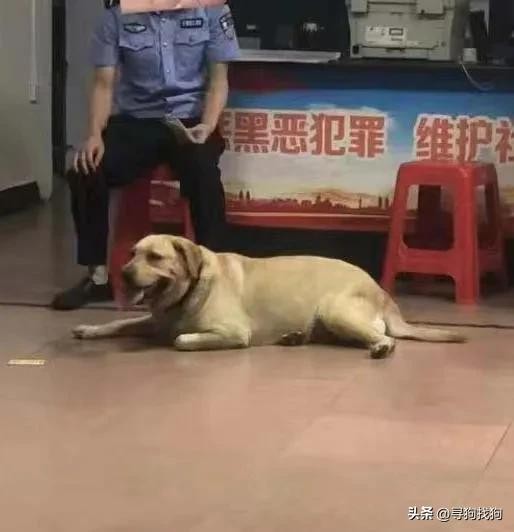 寻找拉布拉多犬的南宁市武鸣区500