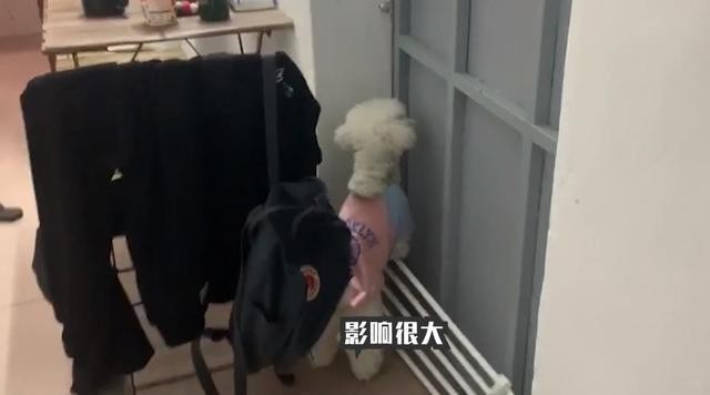 养狗有什么行为最令人头疼？乱吠叫估计能排前三